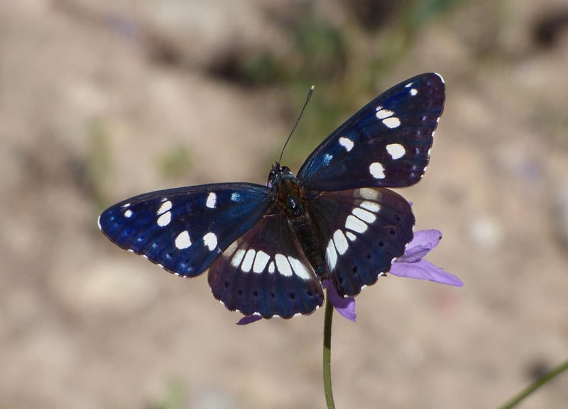Woodland Nymph